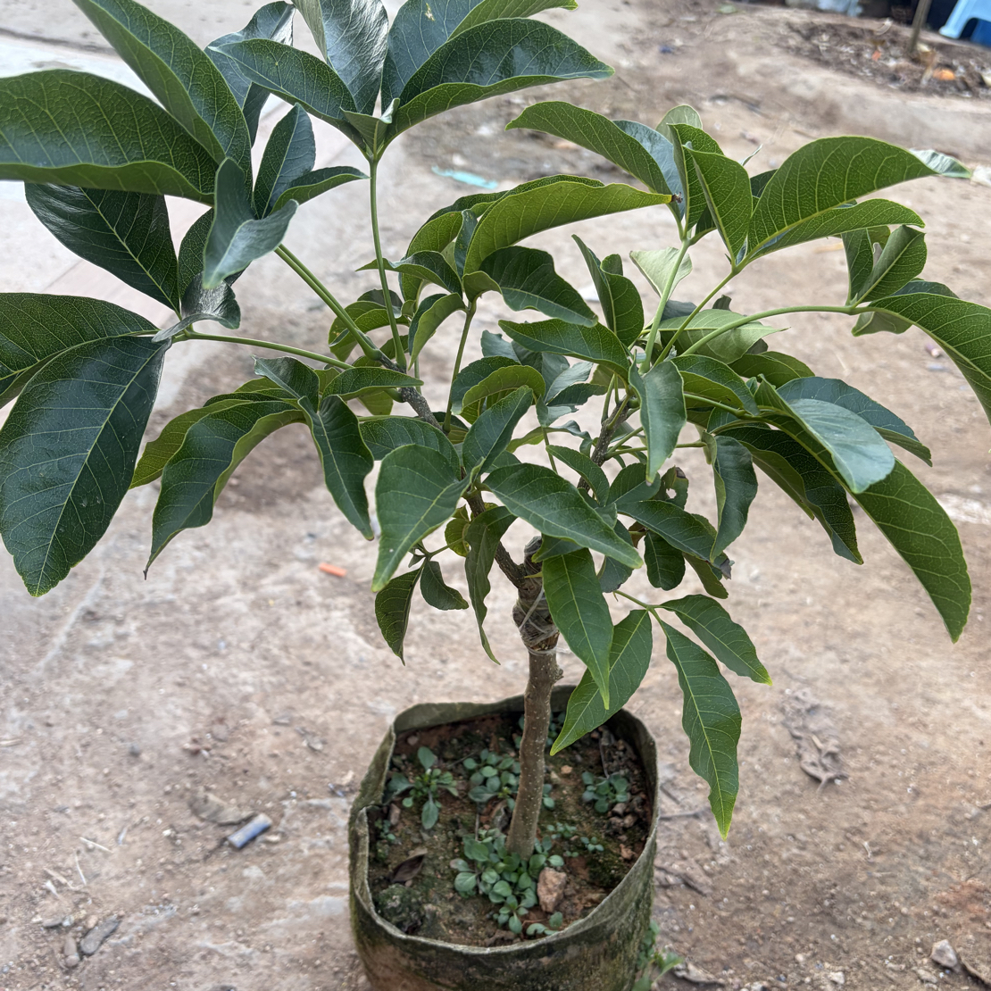 新品种冰淇淋金四季状元红苗圃盆栽地种