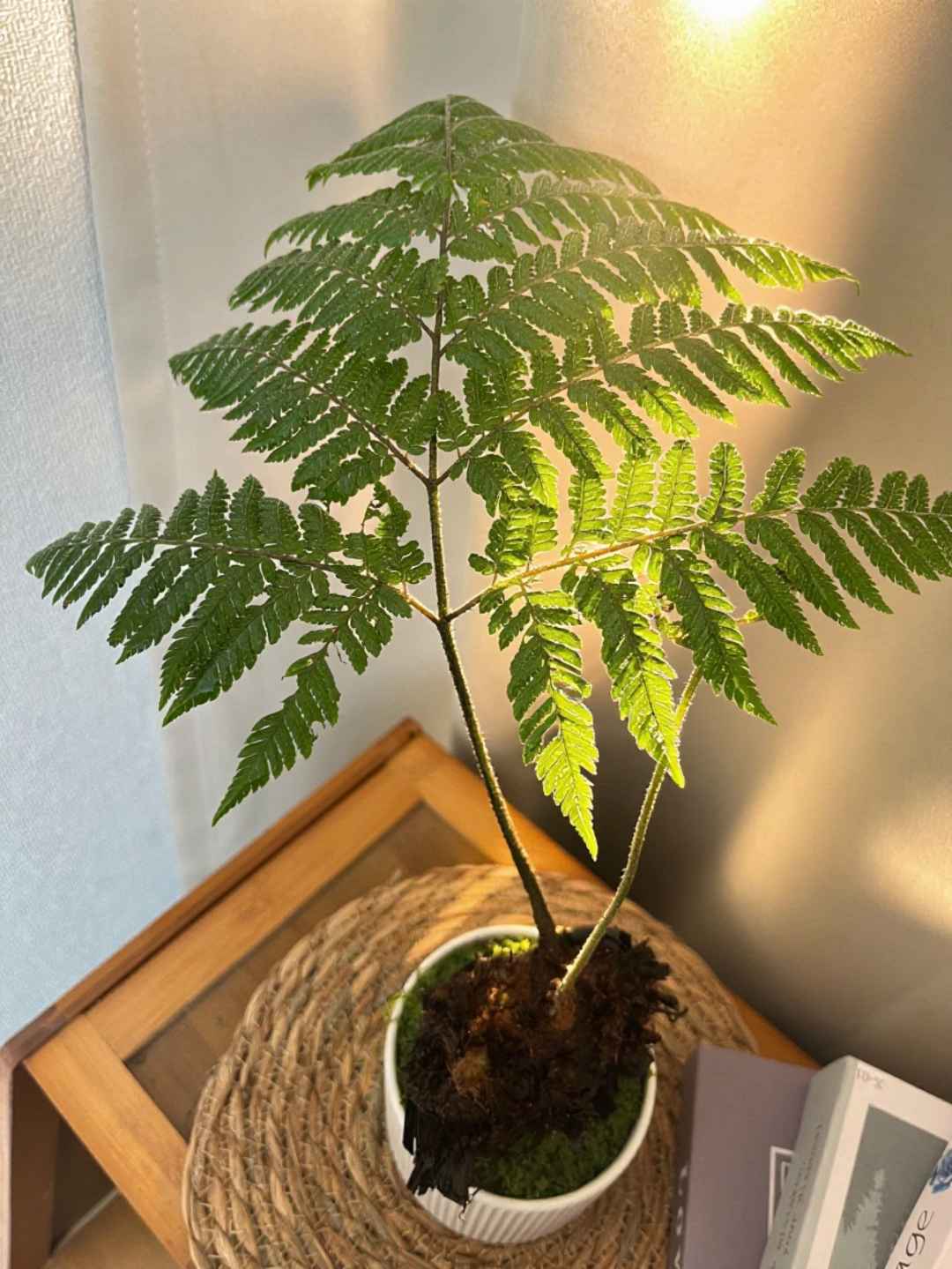 【敏华精选】红磷蕨盆栽办公室内茶桌禅意绿植一叶蕨