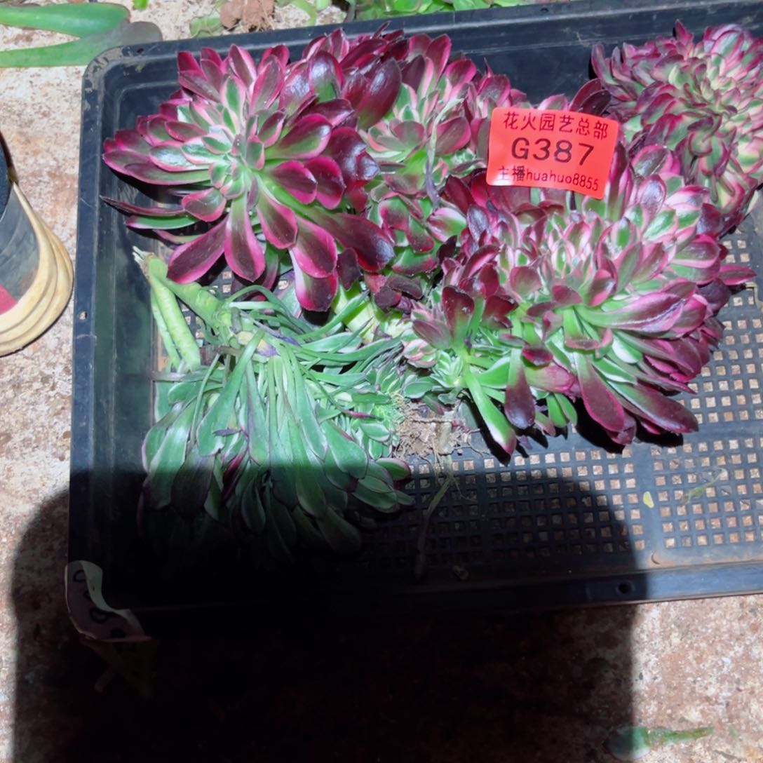 组合387多肉植物