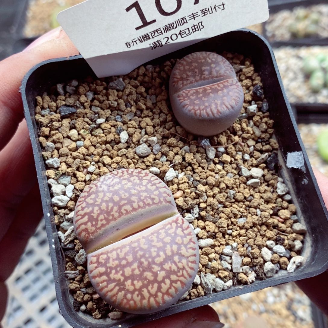 我的小姐姐们都是我107