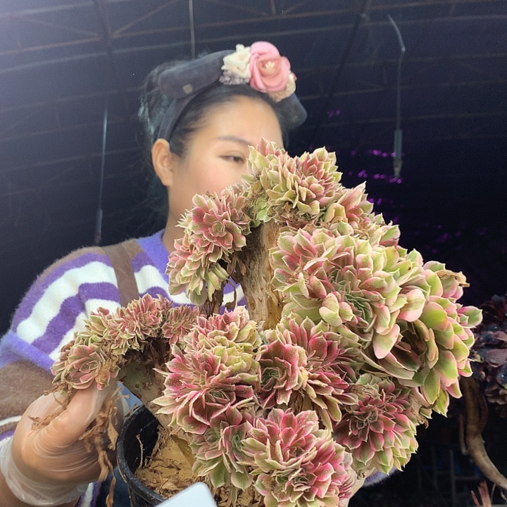 柒柒精品多肉脱土发货不包断侧枝S935