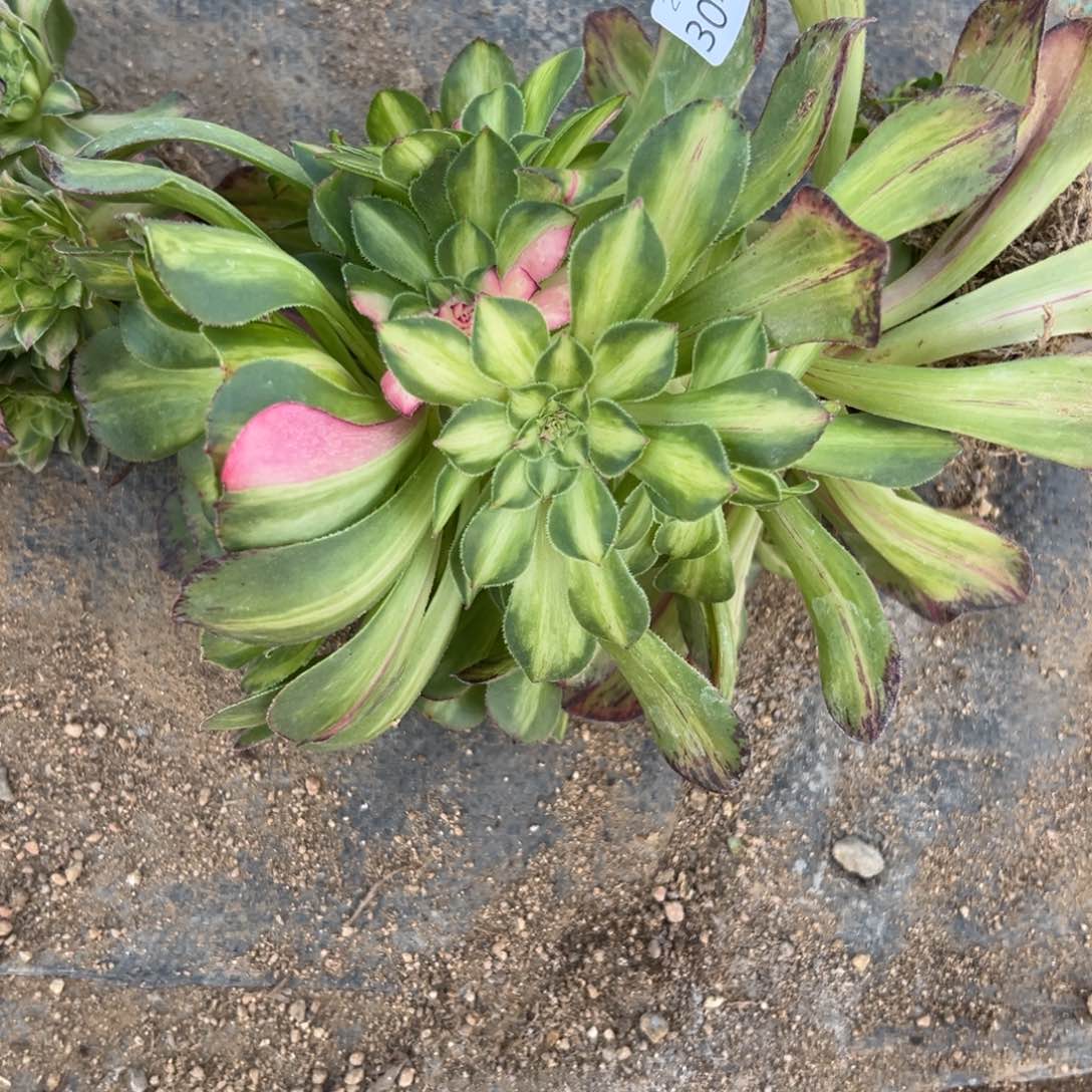 352知否多肉多肉多肉多肉