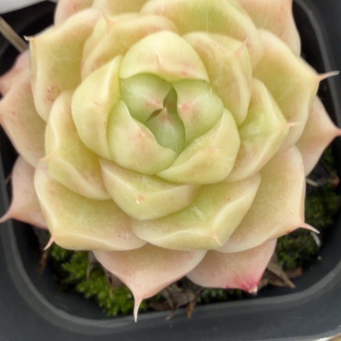 一物一拍麦秆哈哈哈哈100