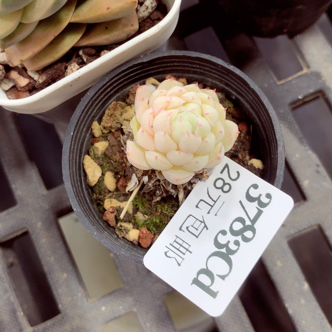 5厘米盆精控多肉3783