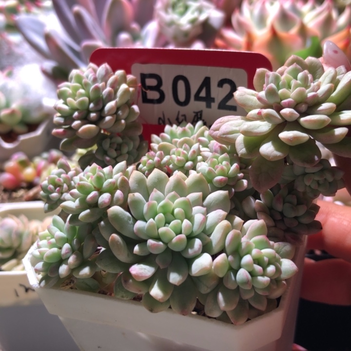 福利小红蛋群生覆轮锦有根