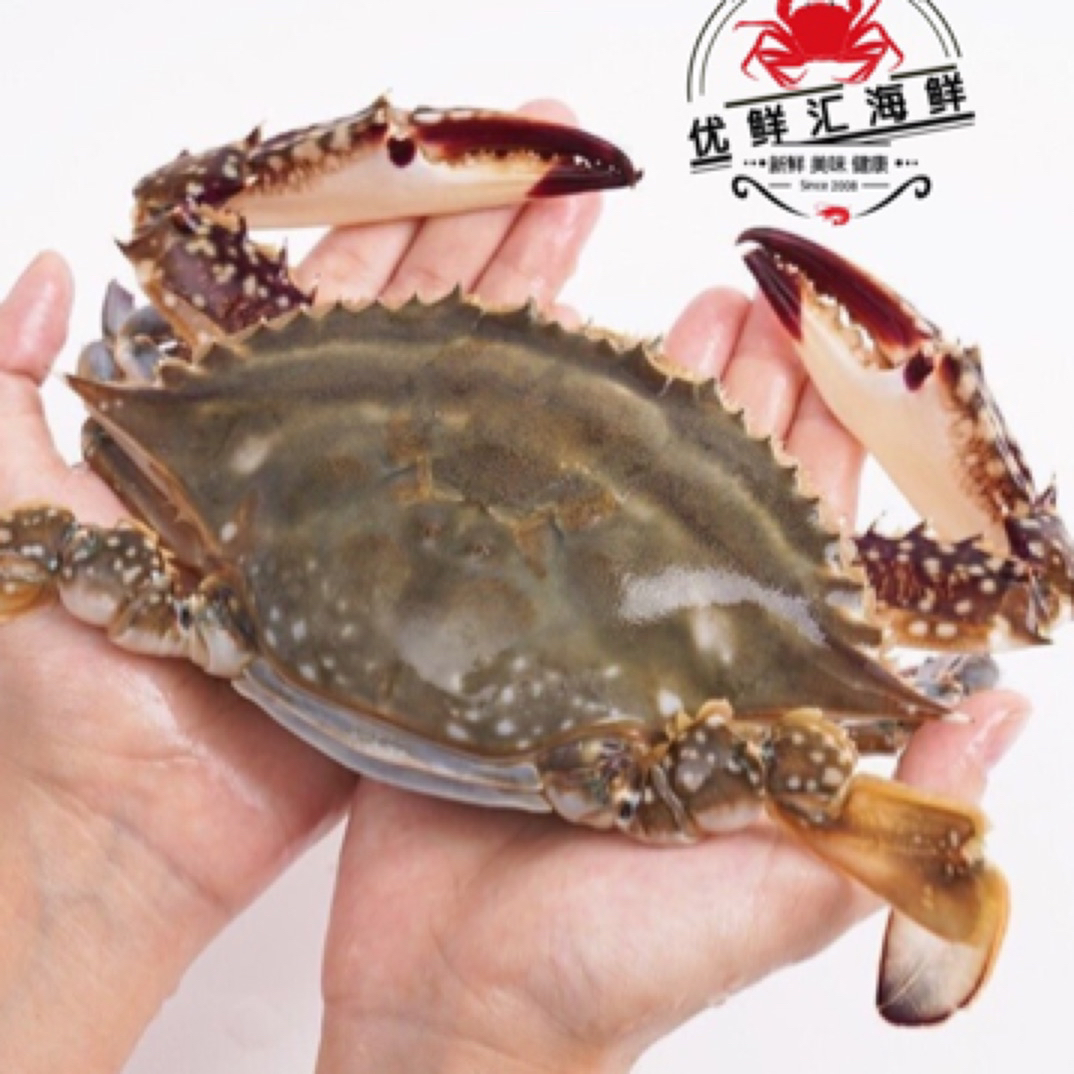 大公蟹 鲜活公蟹 4-6两 吃肉掉腿蟹