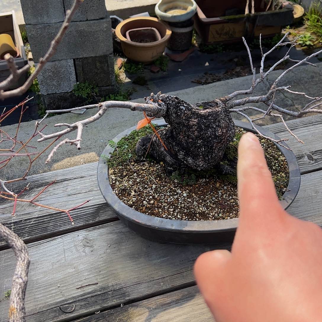 盆景盆景不包邮哲**风