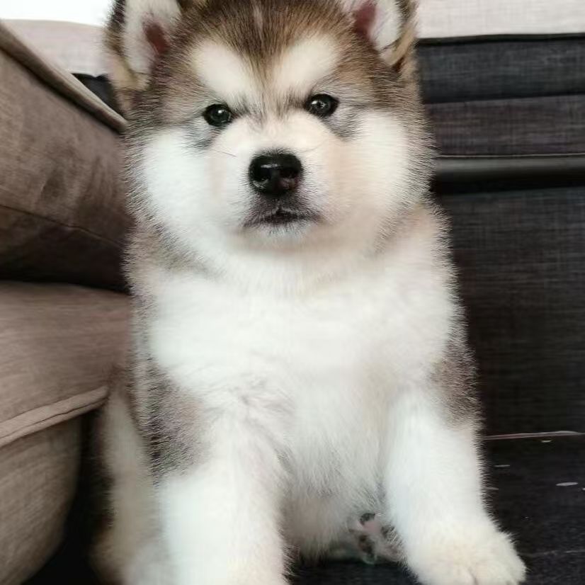 馨馨91李恒纯种阿拉斯加幼犬雪橇犬灰棕色熊版大型犬活体宠物狗