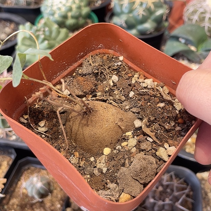 实生象足龟甲龙仙人球一颗