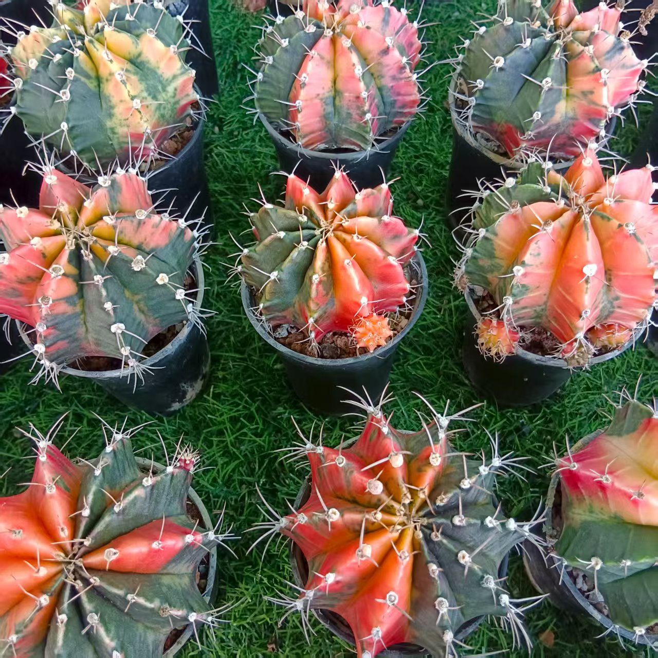 实生菲牡丹2个-脱土脱盆摘花发货