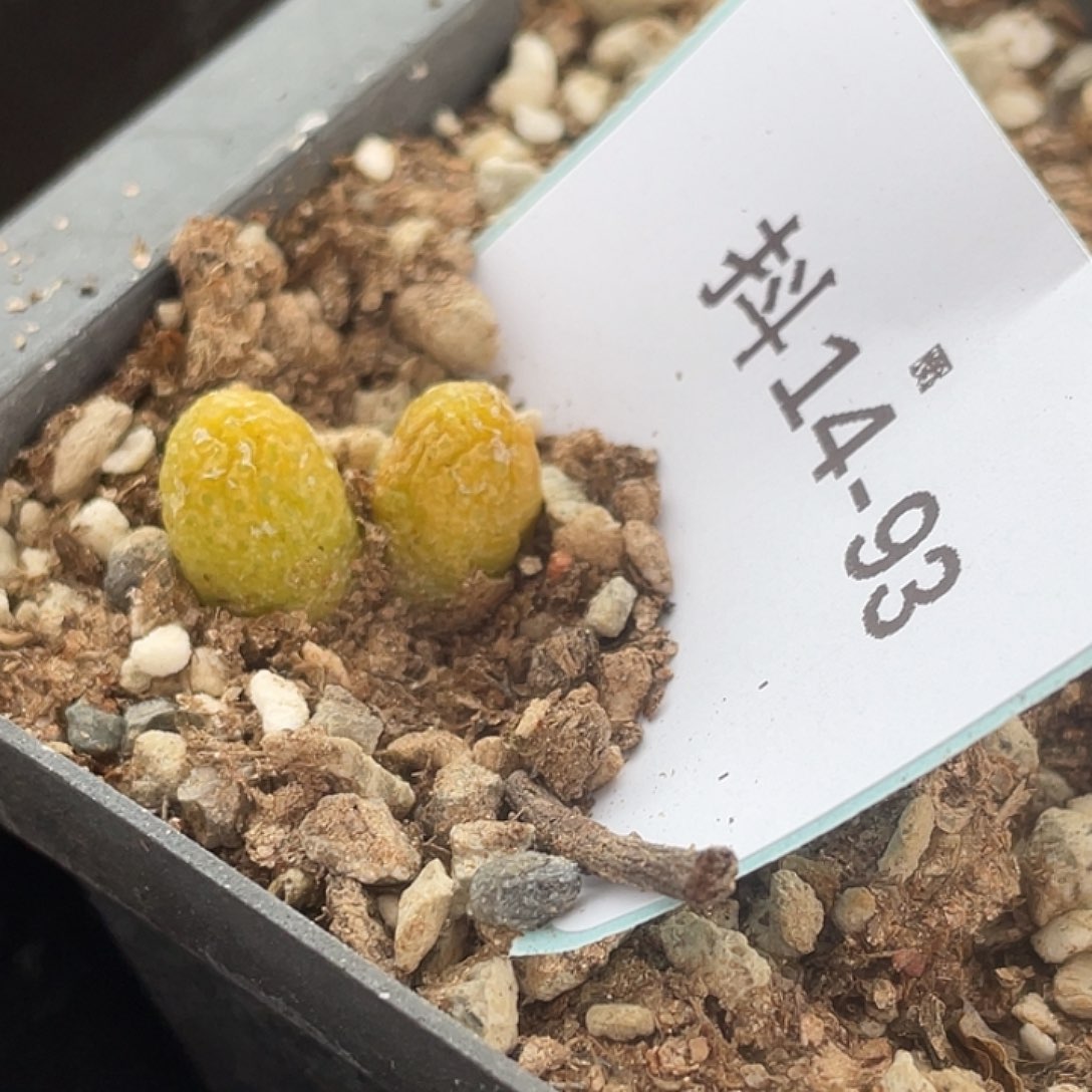 14-93玉米多肉植物