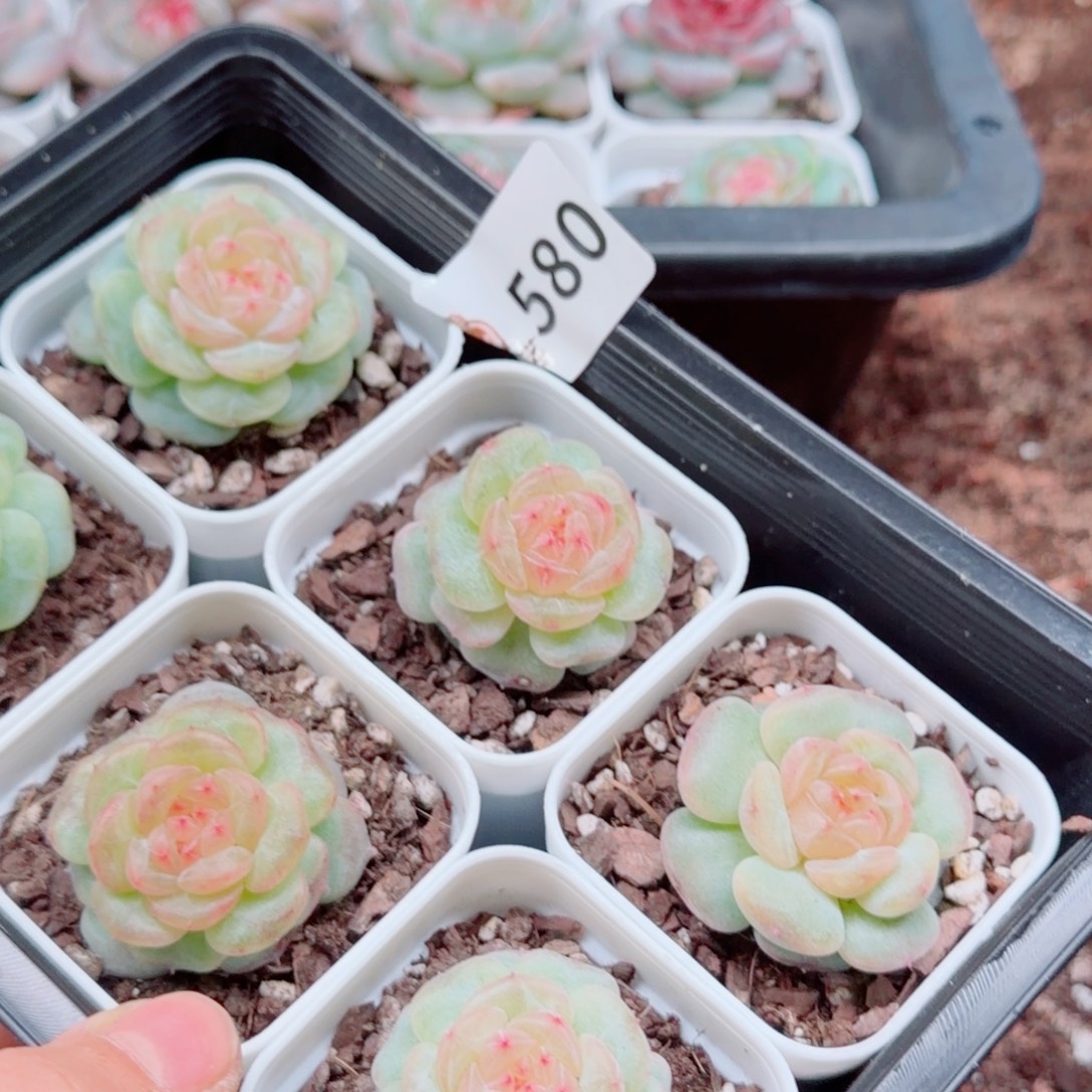暖****多肉植物多肉植物