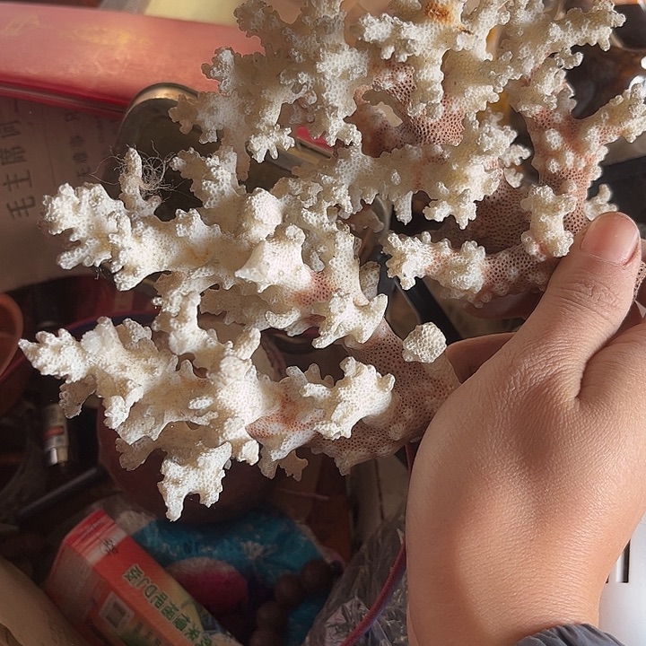 核桃木/黑胡桃（胡桃木）沉****富