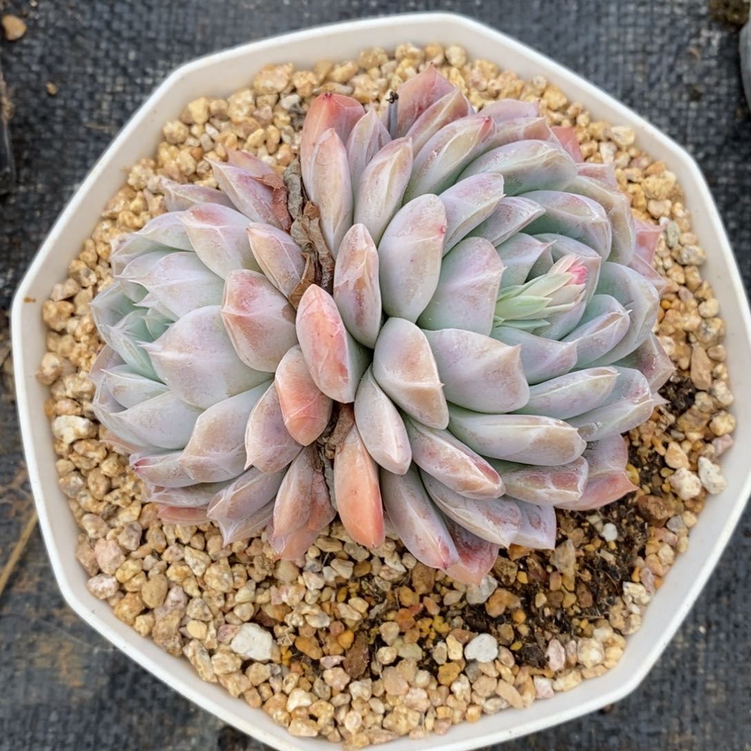 自助下单一物一拍多肉植物_可寄养