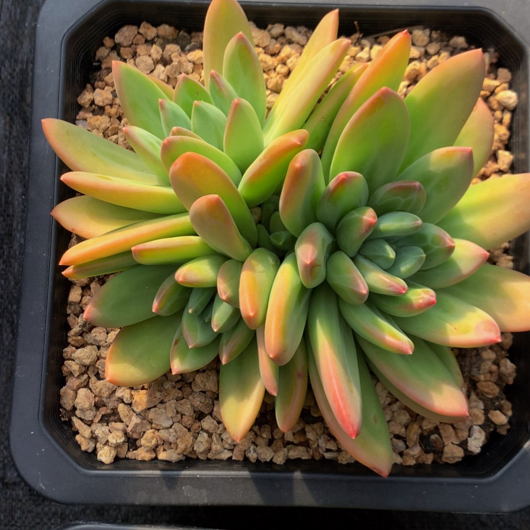 三***姐海洋之歌11111