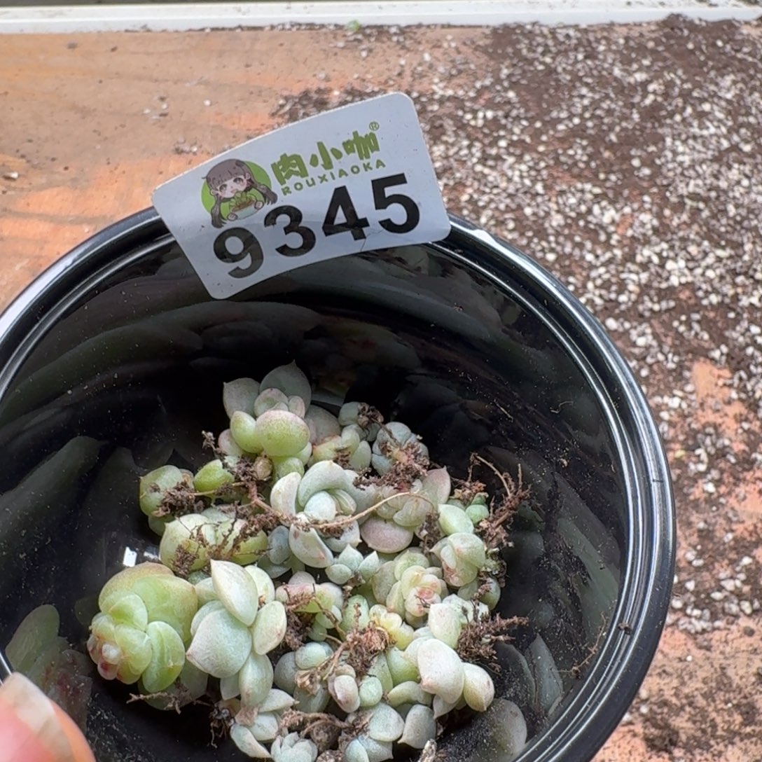 枫***站多肉植物多肉植物