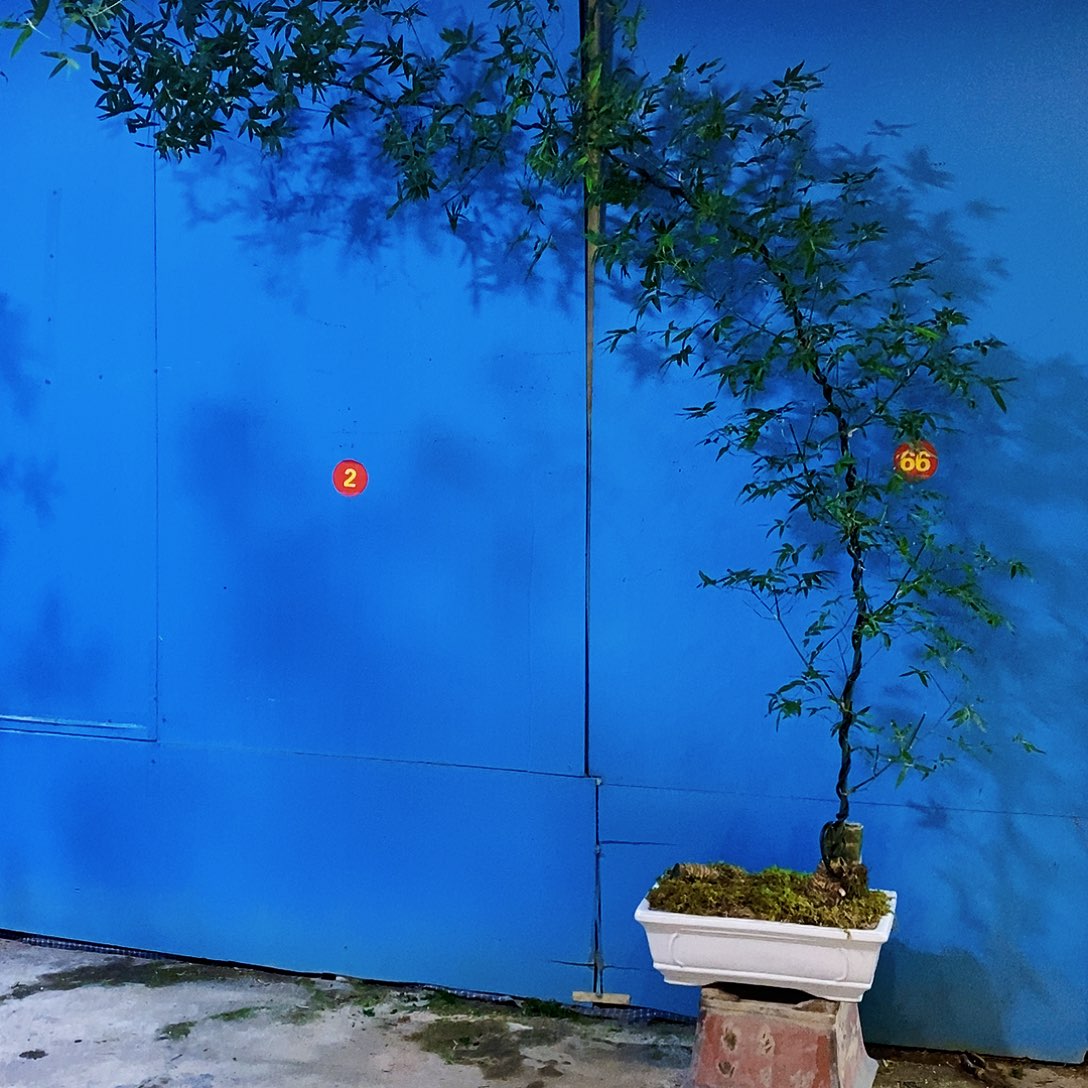 叶***秋无花朵小叶簕竹一物一拍