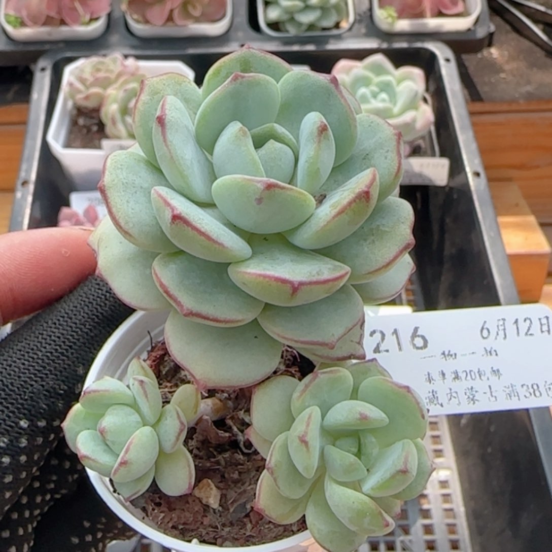 0612-216香草香草