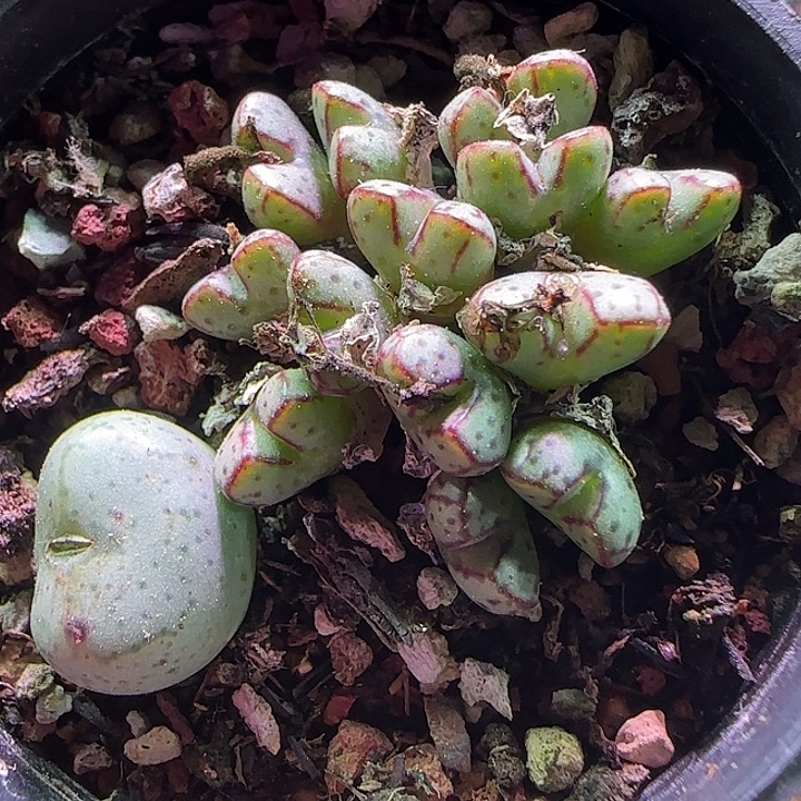 803   哈哈哈哈哈哈哈。 