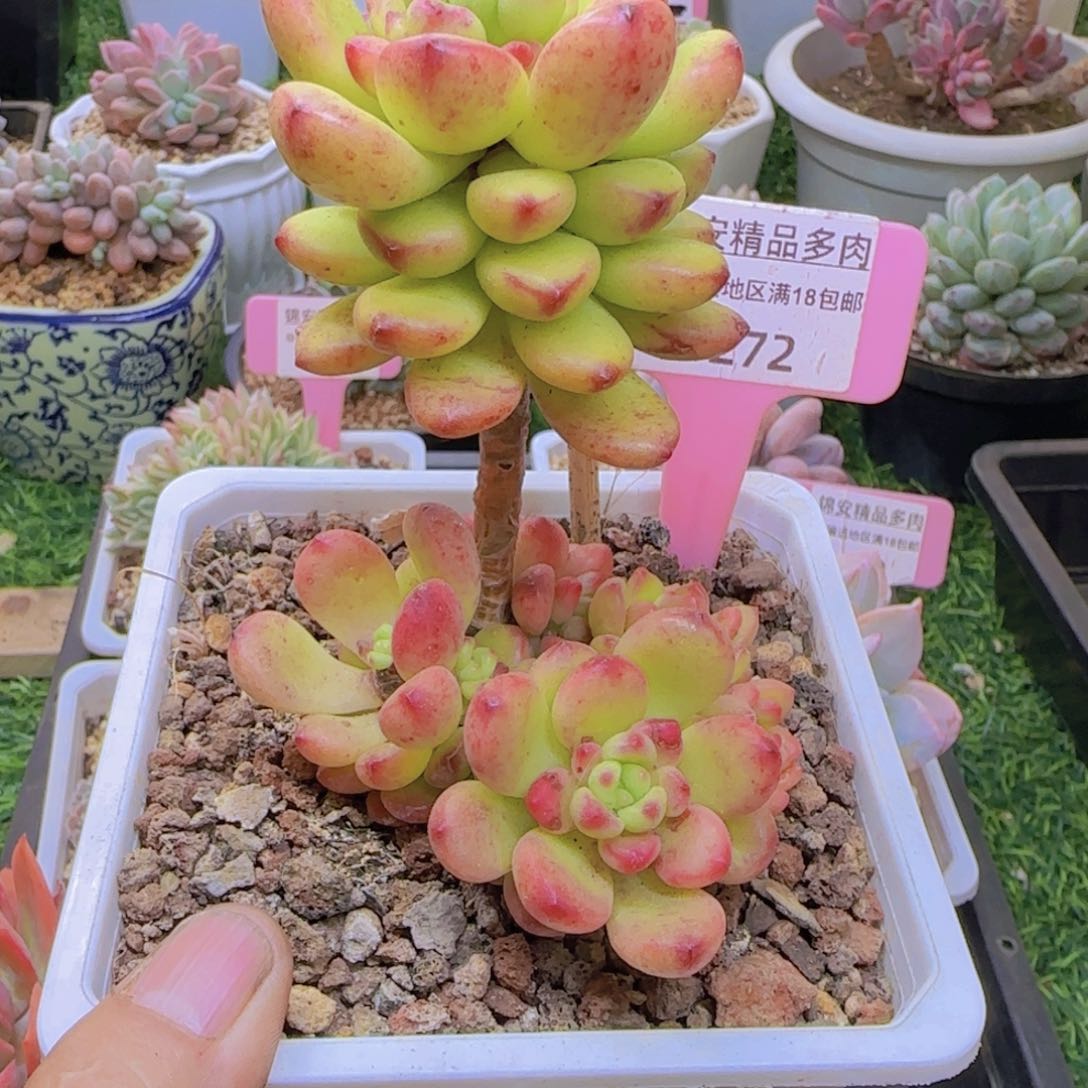 锦安精品多肉植物272