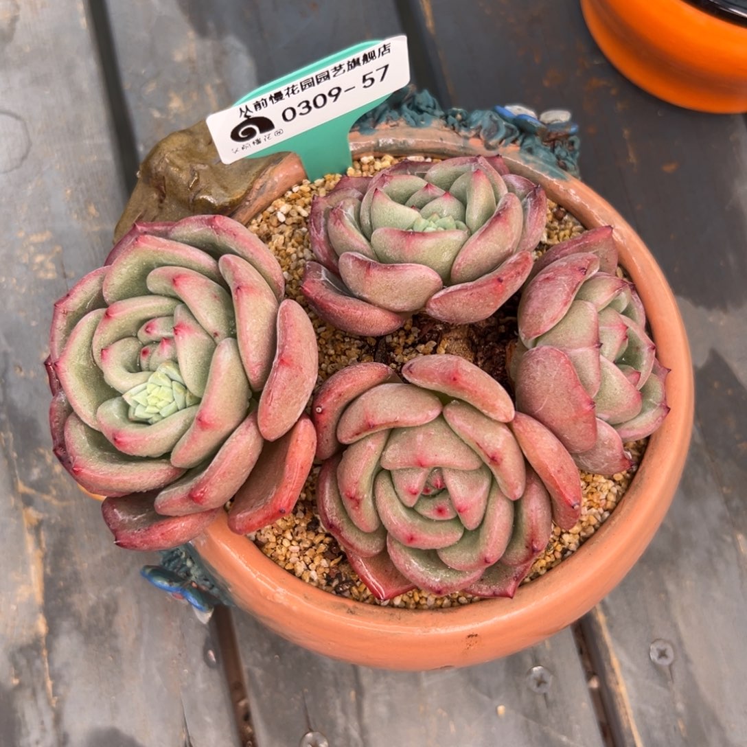 多肉一物一拍0309-57