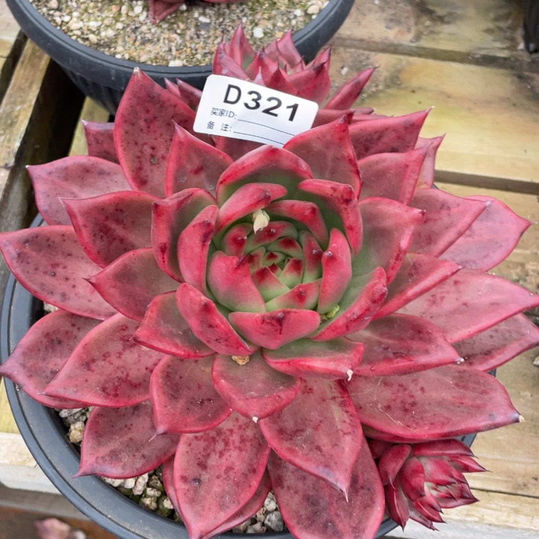 无花朵若如东云单拍D321