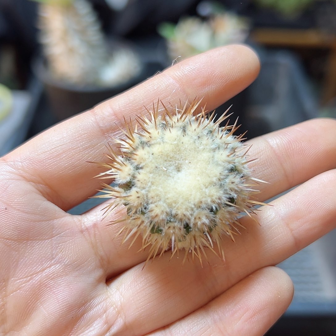 小孤龙无根2.8公分