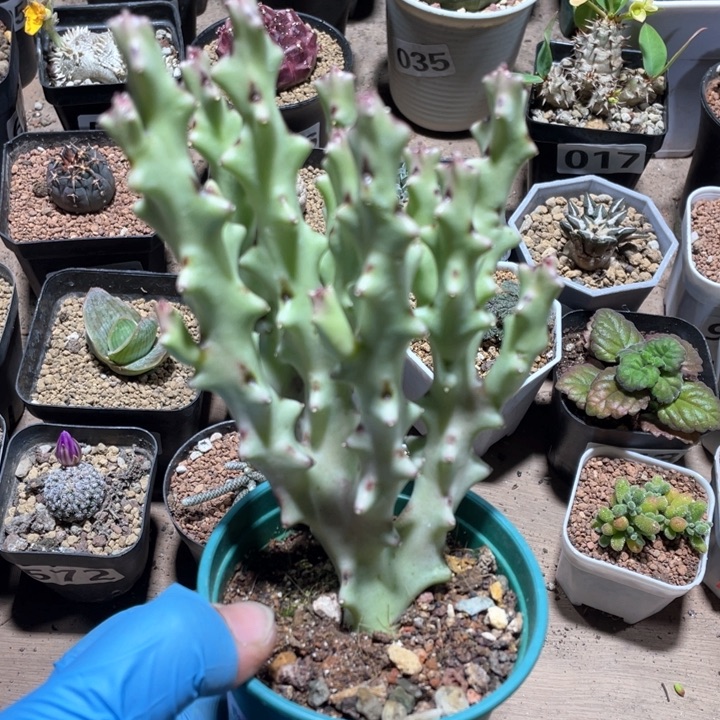 086白珊瑚多头一颗