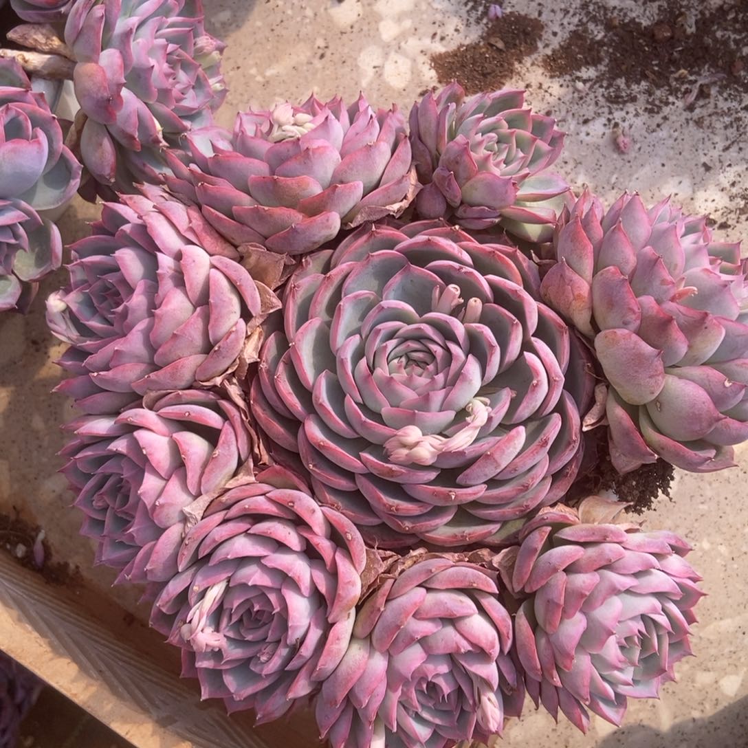 侧影多肉多肉多肉多肉