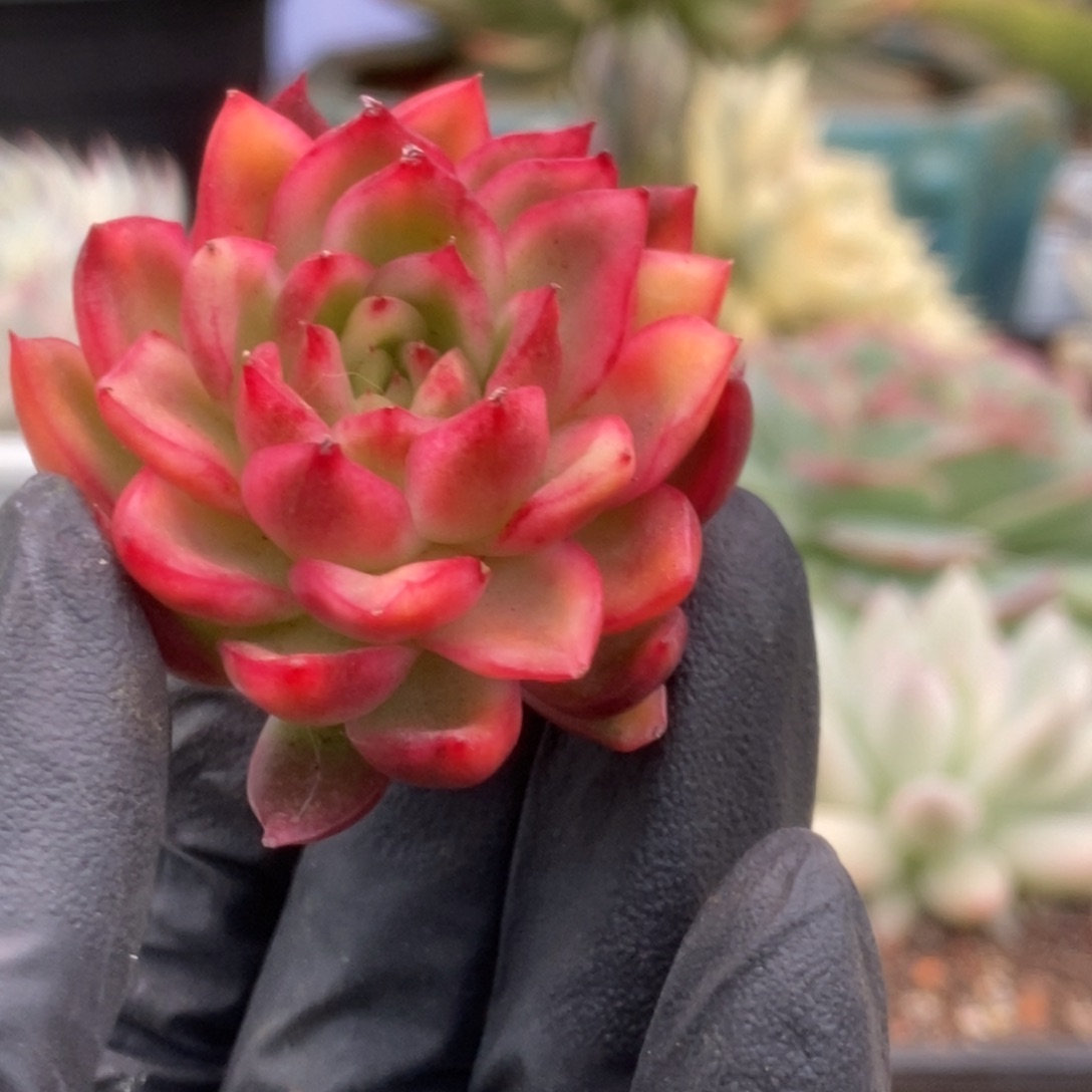 455红姑锦锦锦锦锦锦