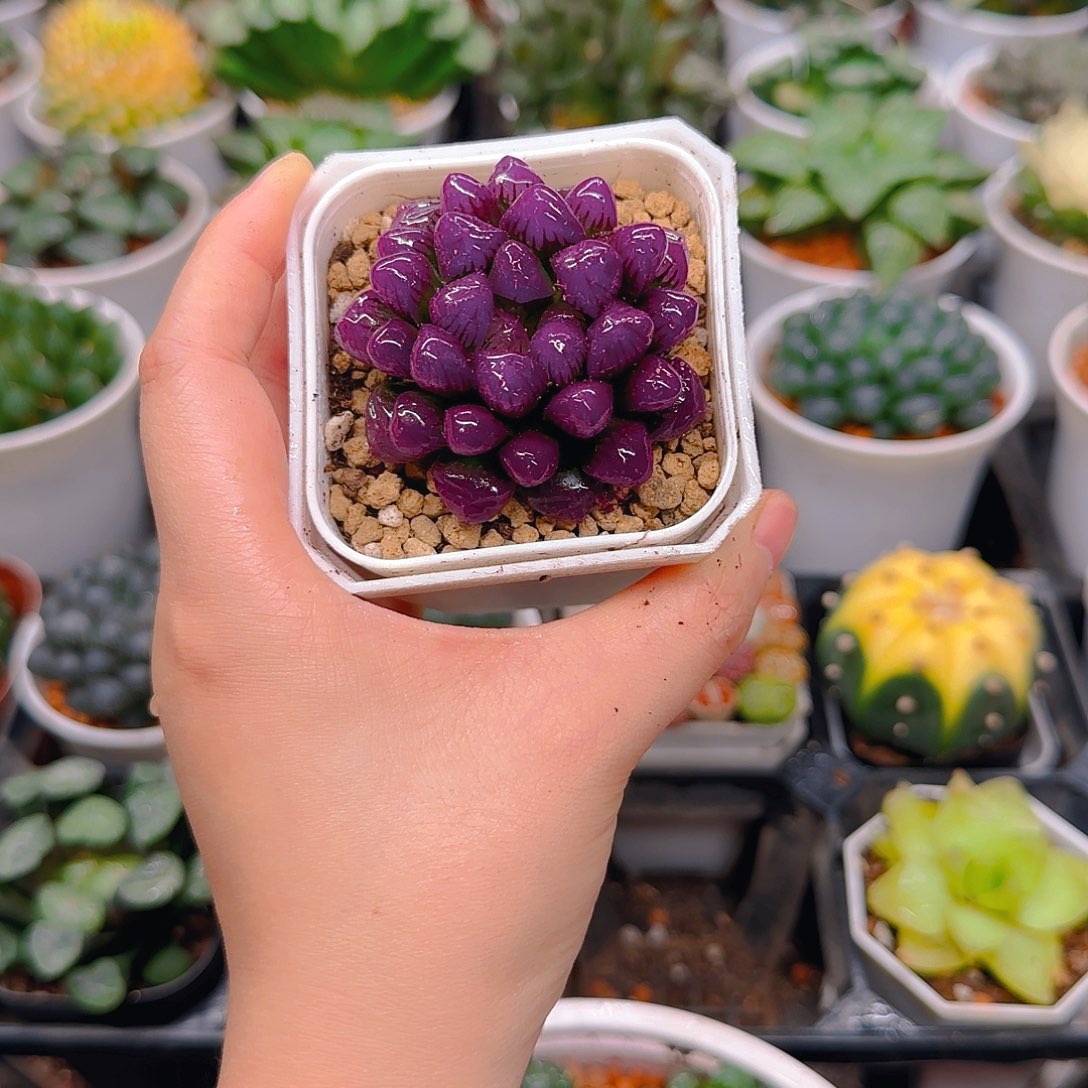 紫宝石冰灯玉露，原盆