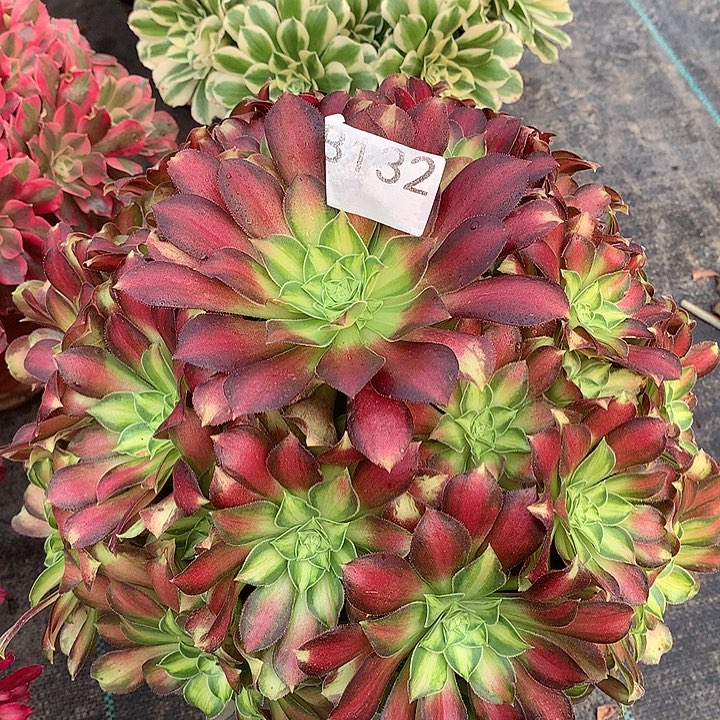 132.韶华多肉植物