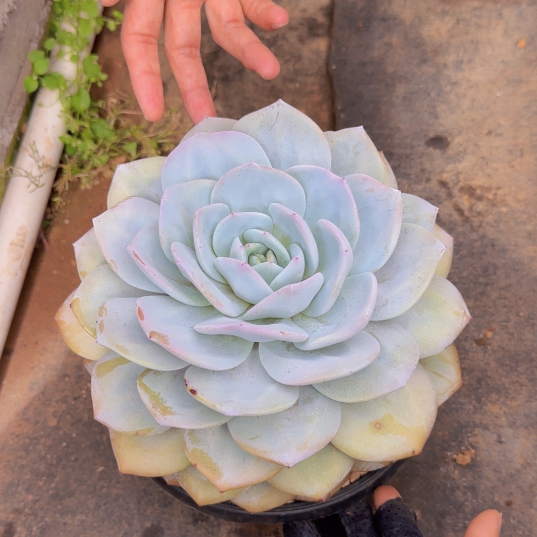 月***面月亮泡面姐姐多肉植物