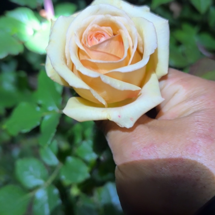 无花朵拾季裸根苗