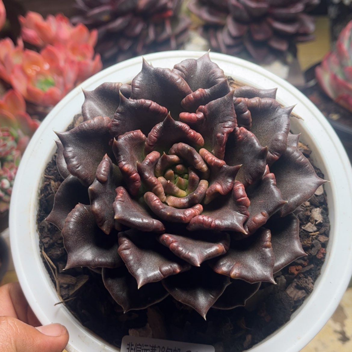 【闪购商品】619黑饺子皮