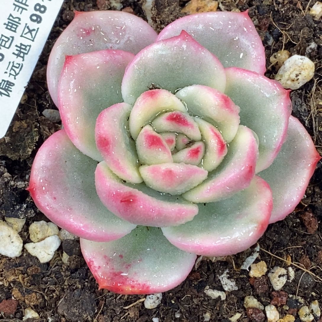 1045蔚蓝乌木锦 小方花圃一物一拍