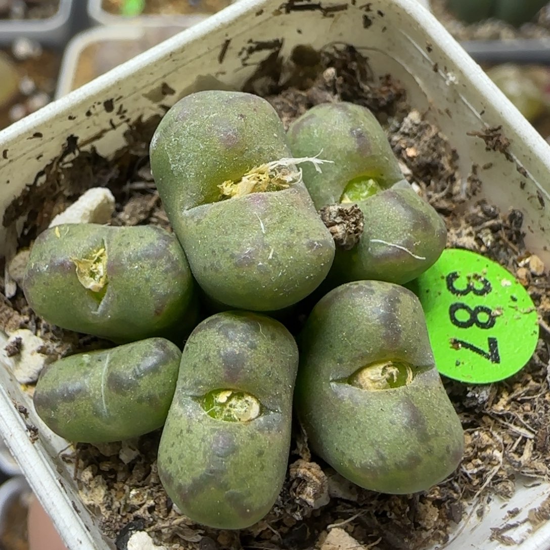 杂交群生多肉植物387