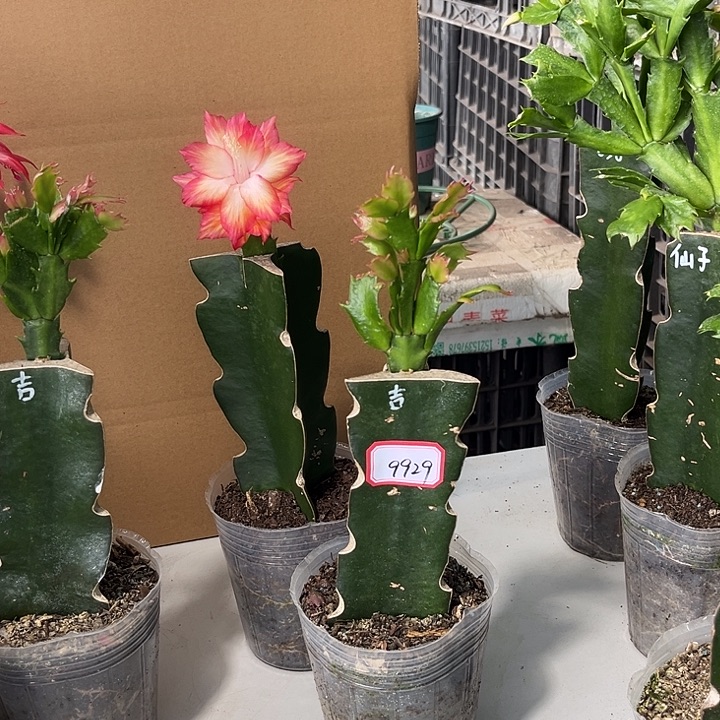 ****ᶫ当前无花栽培后可以开花桑吉塔