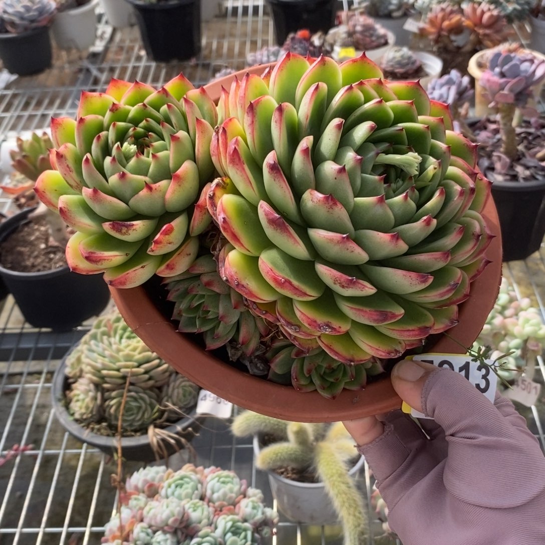 5913月亮石一物一拍