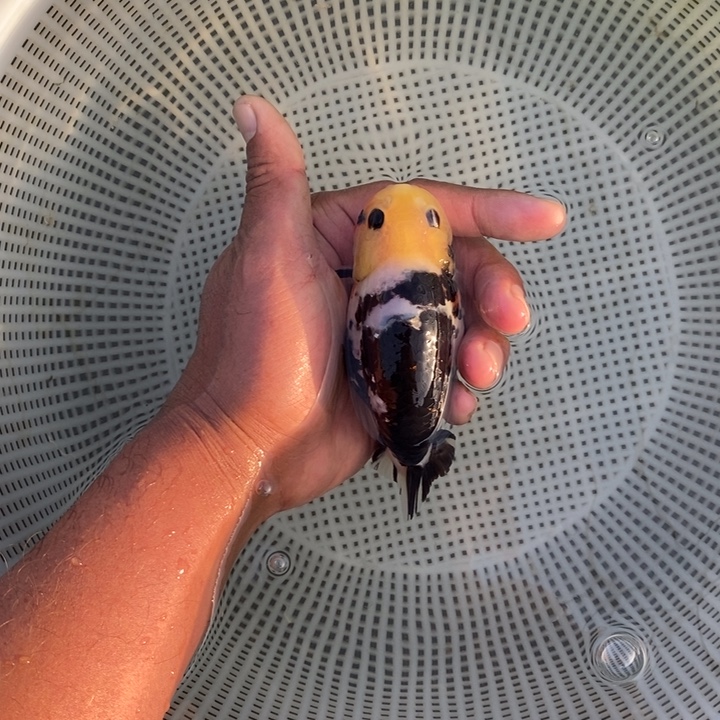 金鱼中原新隆观赏鱼