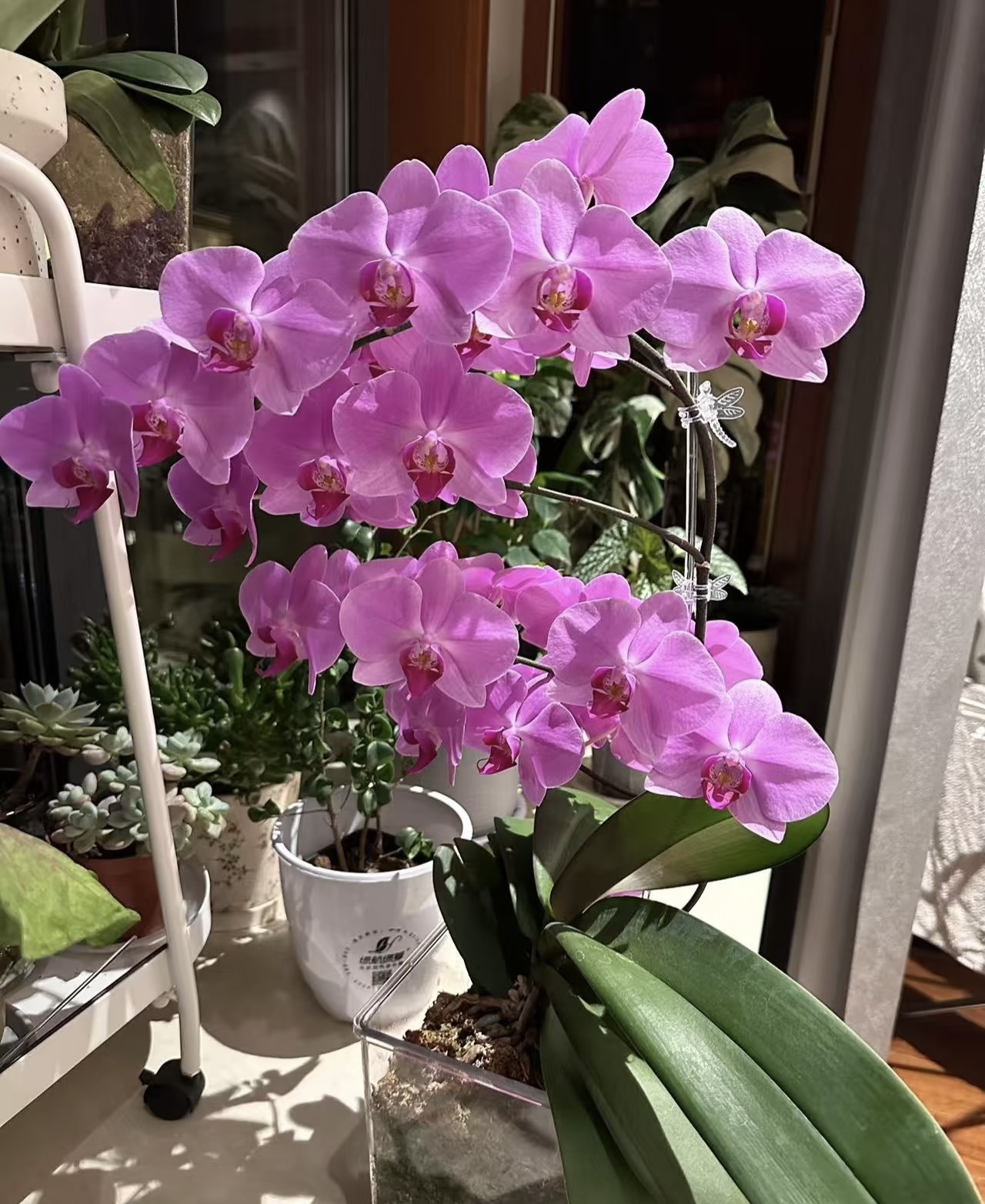 蝴蝶兰——明尼阿波利斯(任意两颗包邮只拍一颗发苗)