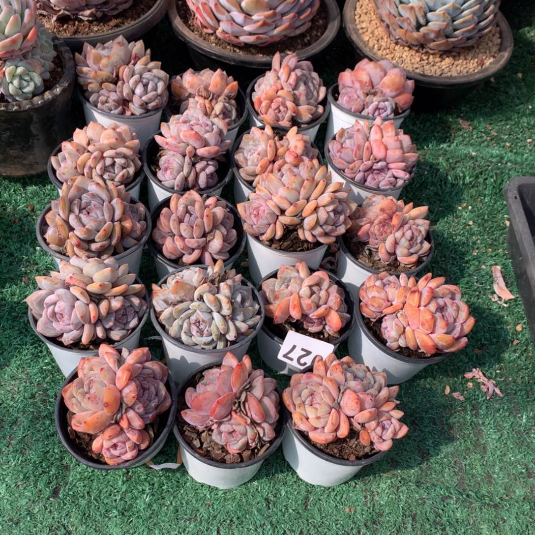 027橙子多肉植物