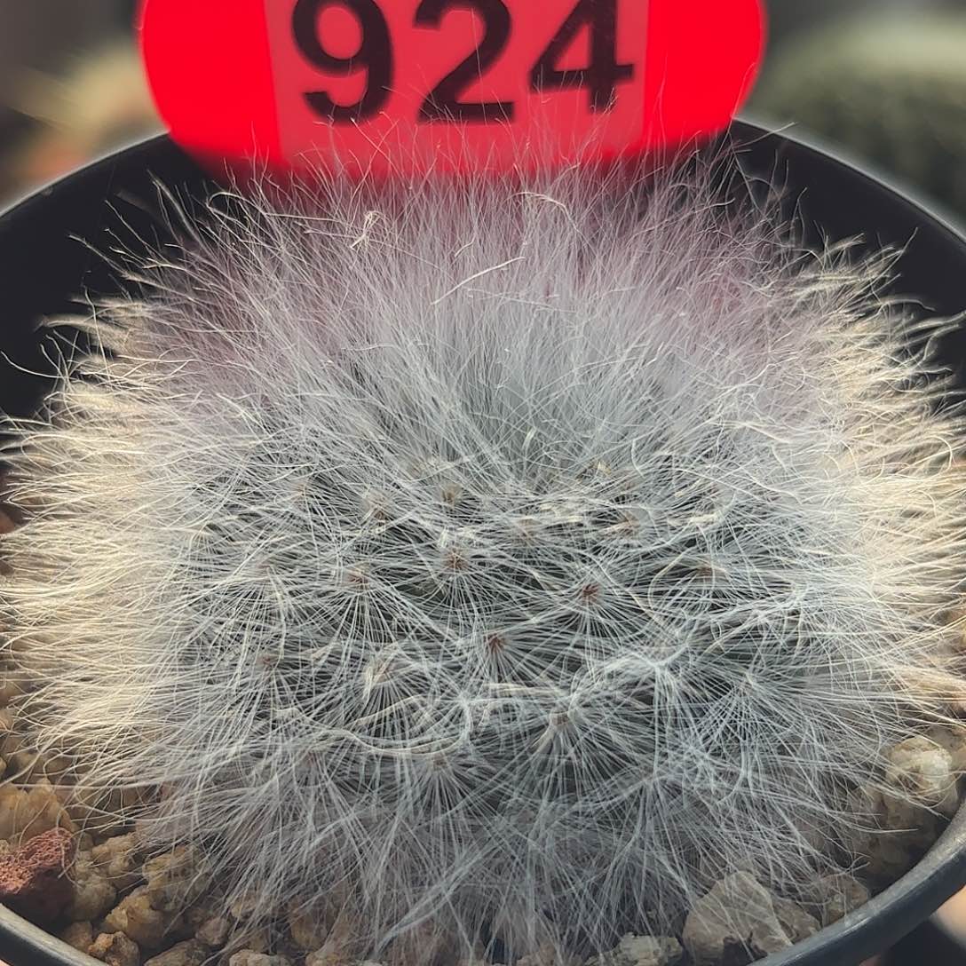 仙人球实生无刺丽光殿