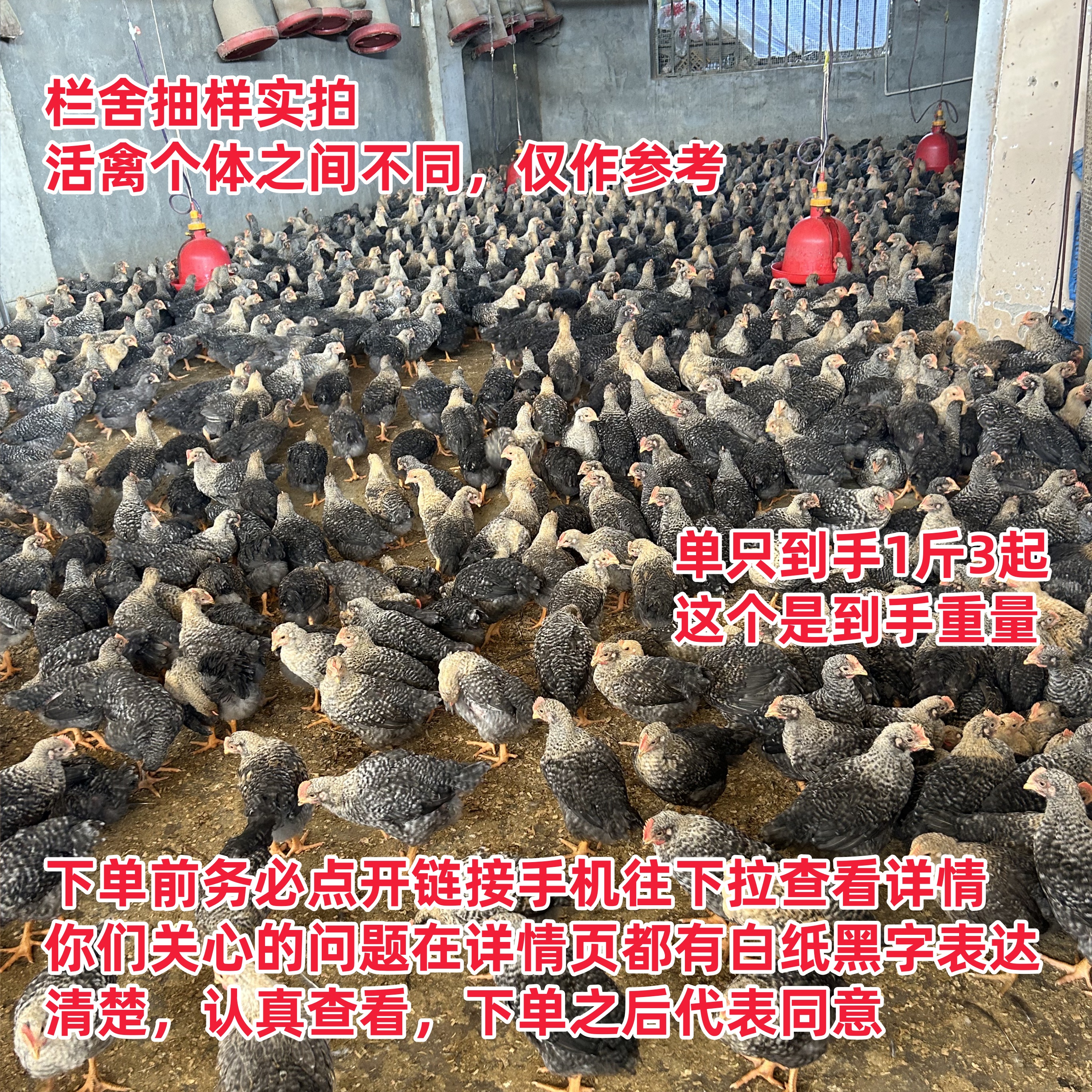 4只装芦花鸡（单只到手1.3斤重）不打鸣公鸡献鸡好看好养宠物鸡