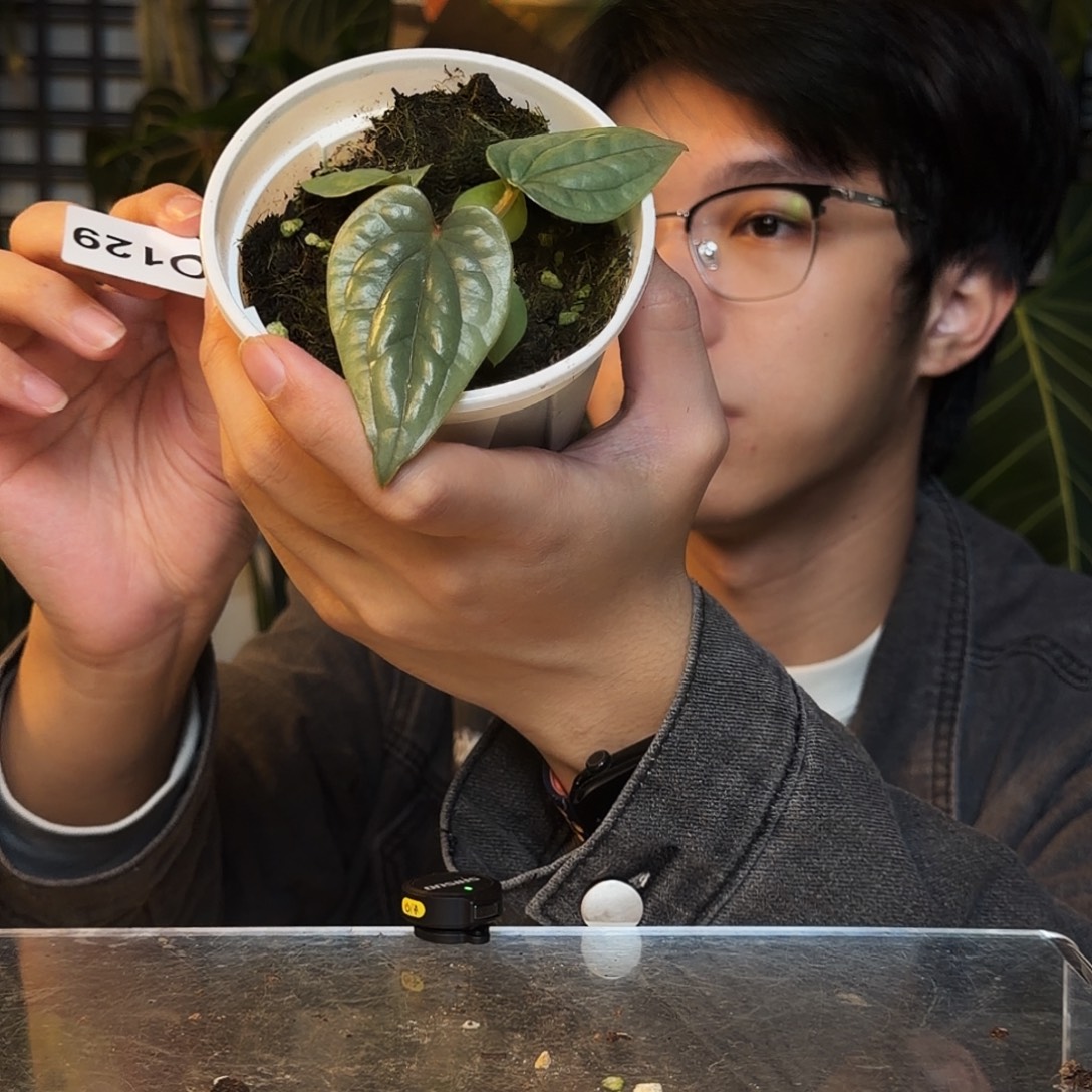 完全开放O129籽播奢华