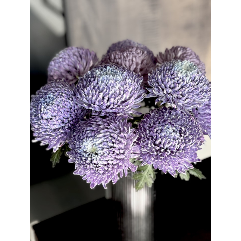 【源头优选老六】梦幻浅紫牡丹菊/元旦预热 任意两单鲜花升级快递