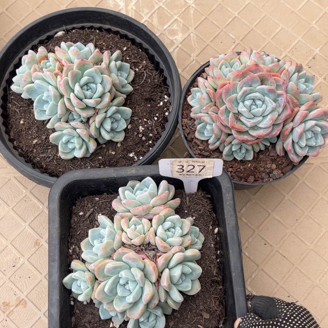 期**…327号多肉植物