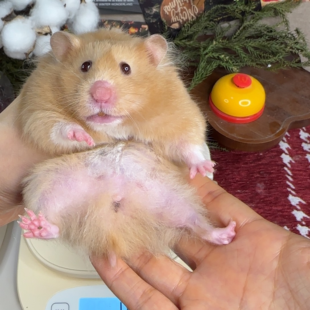 香槟妹妹184g6个月