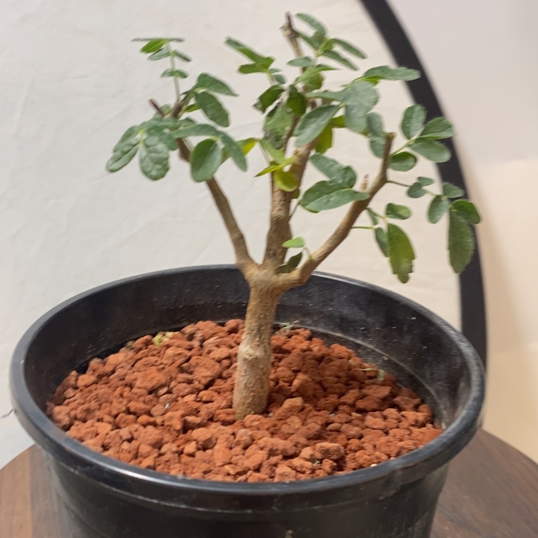 滔天没药实生带盆