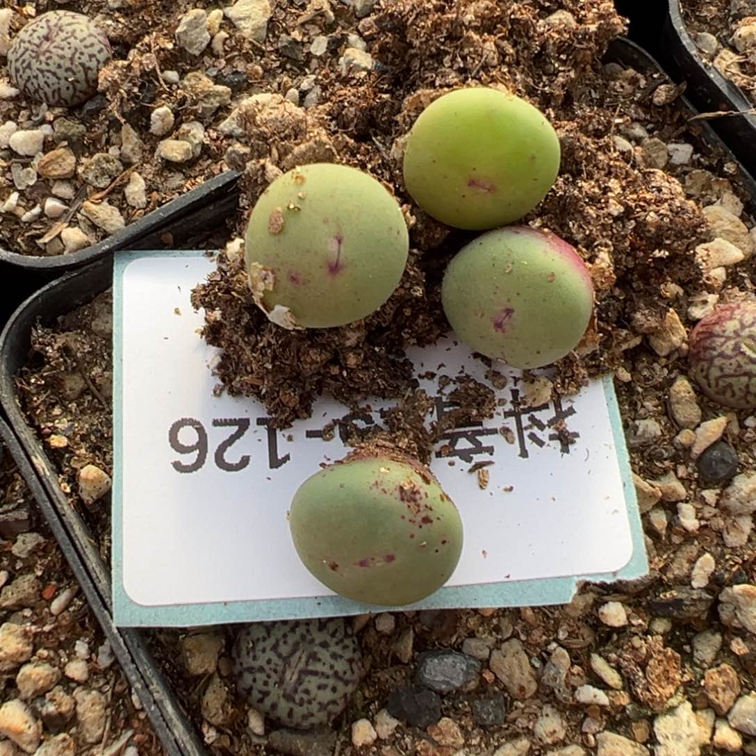 15-126肉锥多肉植物，